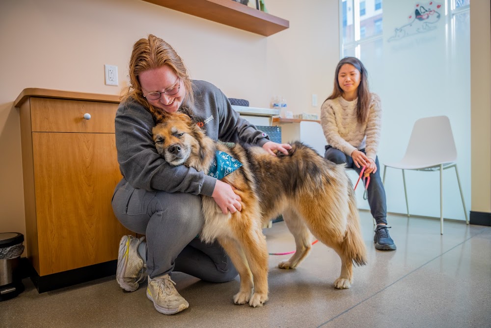 Sploot Veterinary Care - 9+CO