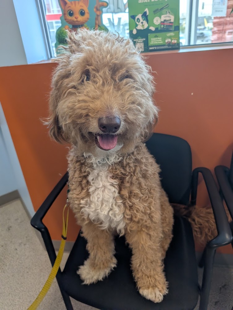 RiNoVet Animal Emergency Care