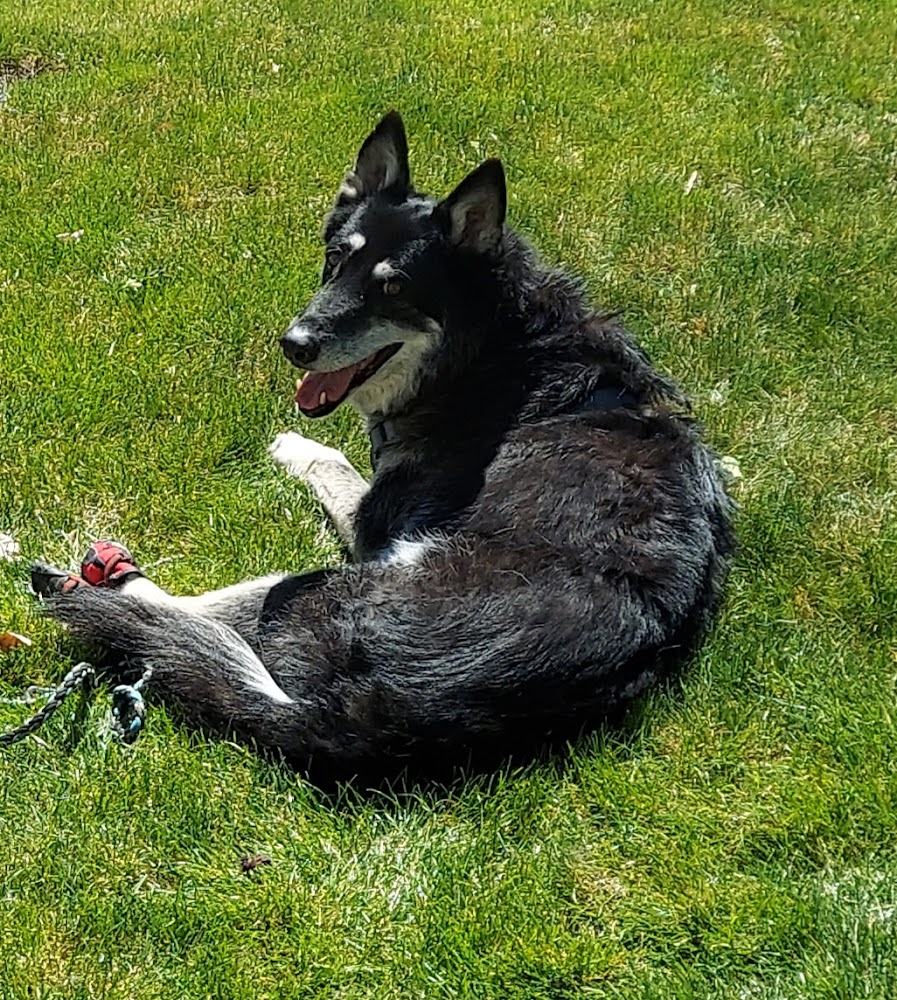 CodaPet - At Home Pet Euthanasia