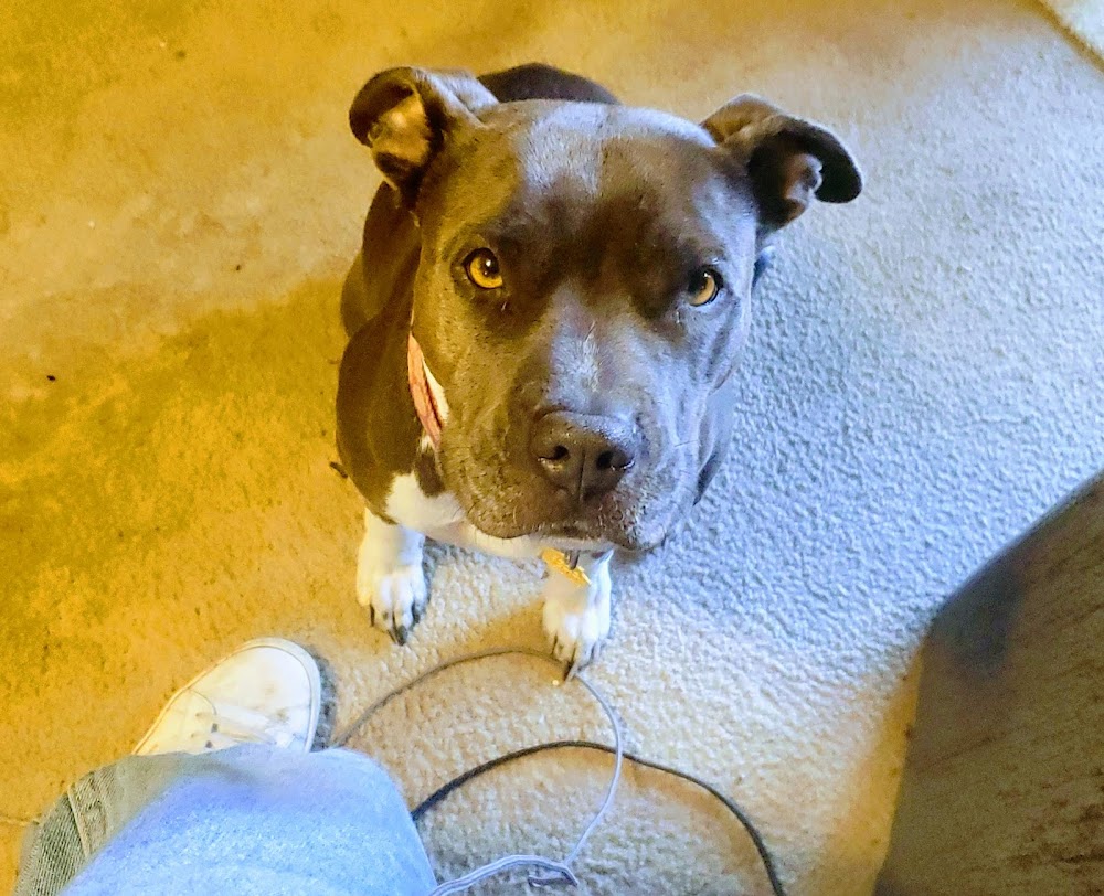 Humane Colorado, formerly the Dumb Friends League - Veterinary Hospital at CSU Spur