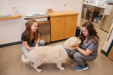 Sploot Veterinary Care - Commons Park