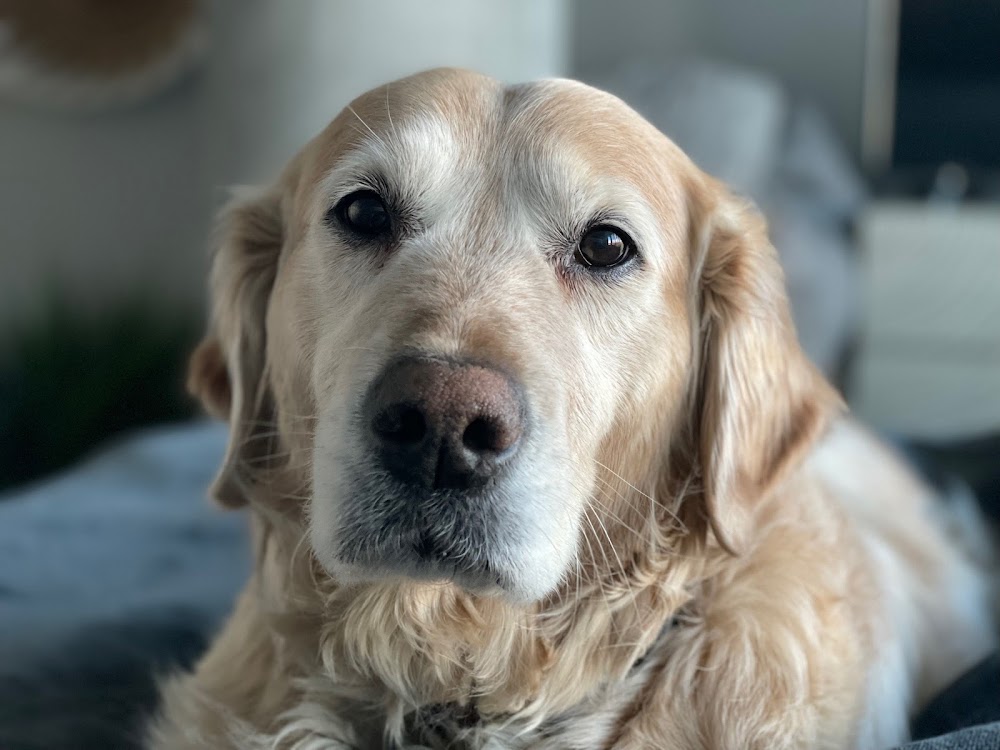 Livewell Animal Hospital of Sloan Lake