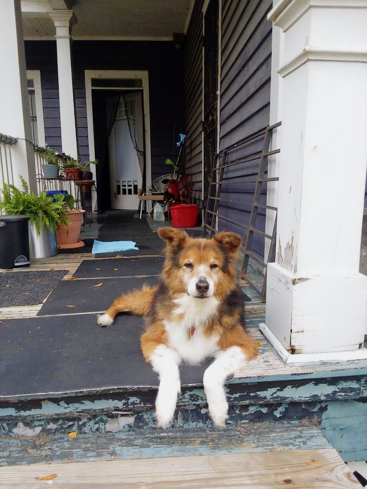 The Center for Animal Wellness