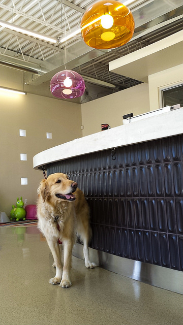 Urban Vet Care